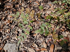 Berberis swaseyi