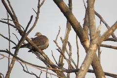 Streptopelia chinensis
