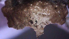 Cetrelia cetrarioides