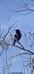 Sturnus vulgaris