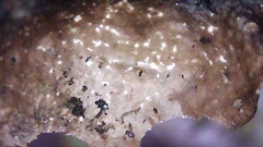 Cetrelia cetrarioides