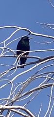 Sturnus vulgaris