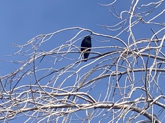 Sturnus vulgaris