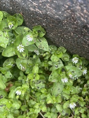 Stellaria
