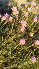 Armeria welwitschii