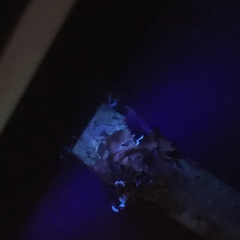 Cetrelia cetrarioides