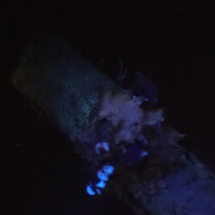 Cetrelia cetrarioides