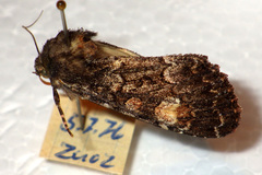 Apamea rubrirena