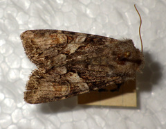 Lacanobia contigua