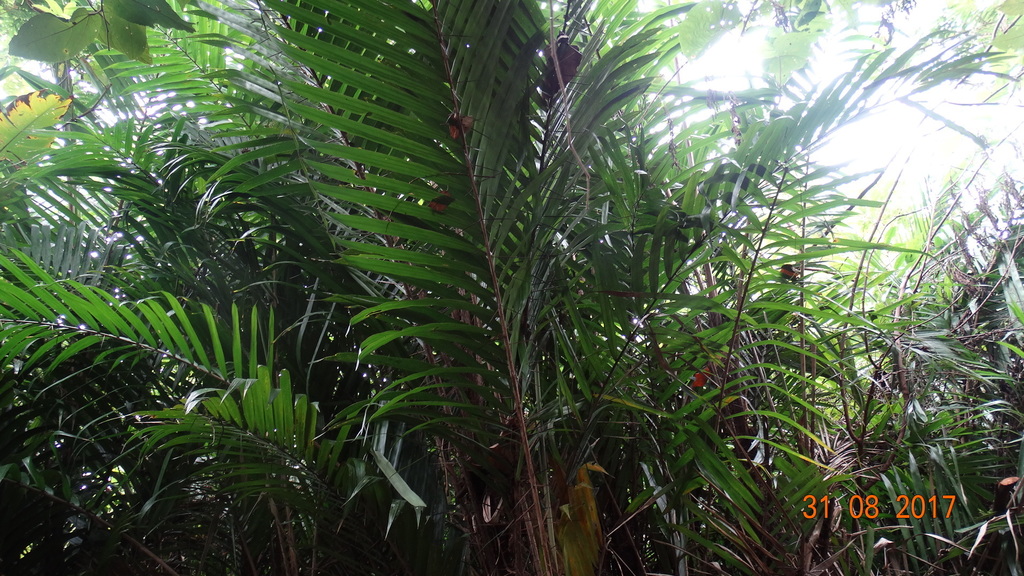 Bactris balanoidea from Comalcalco, Tab., México on August 31, 2017 at ...