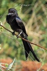 Dicrurus macrocercus