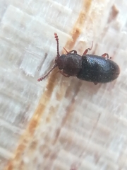 Atomaria nigrirostris