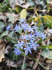 Scilla vindobonensis