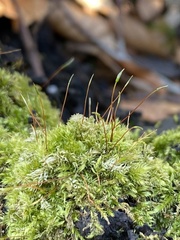 Herzogiella seligeri