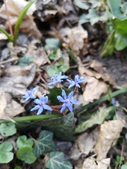 Scilla vindobonensis