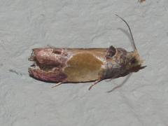 Eumarozia malachitana