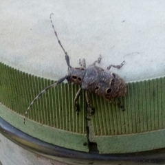 Mesosa curculionoides