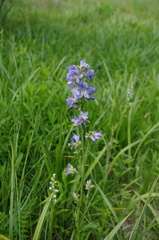 Polemonium occidentale