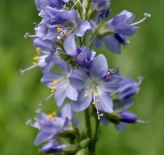 Polemonium occidentale