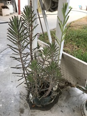 Pinus