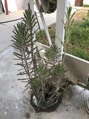 Pinus