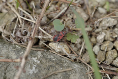 Pyrrhopeplus carduelis