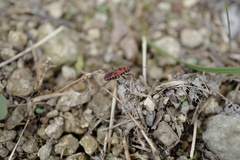 Pyrrhopeplus carduelis