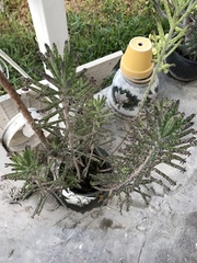 Pinus