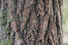 Trentepohlia umbrina