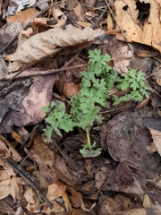 Stylophorum diphyllum