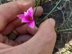Romulea camerooniana