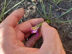 Romulea camerooniana
