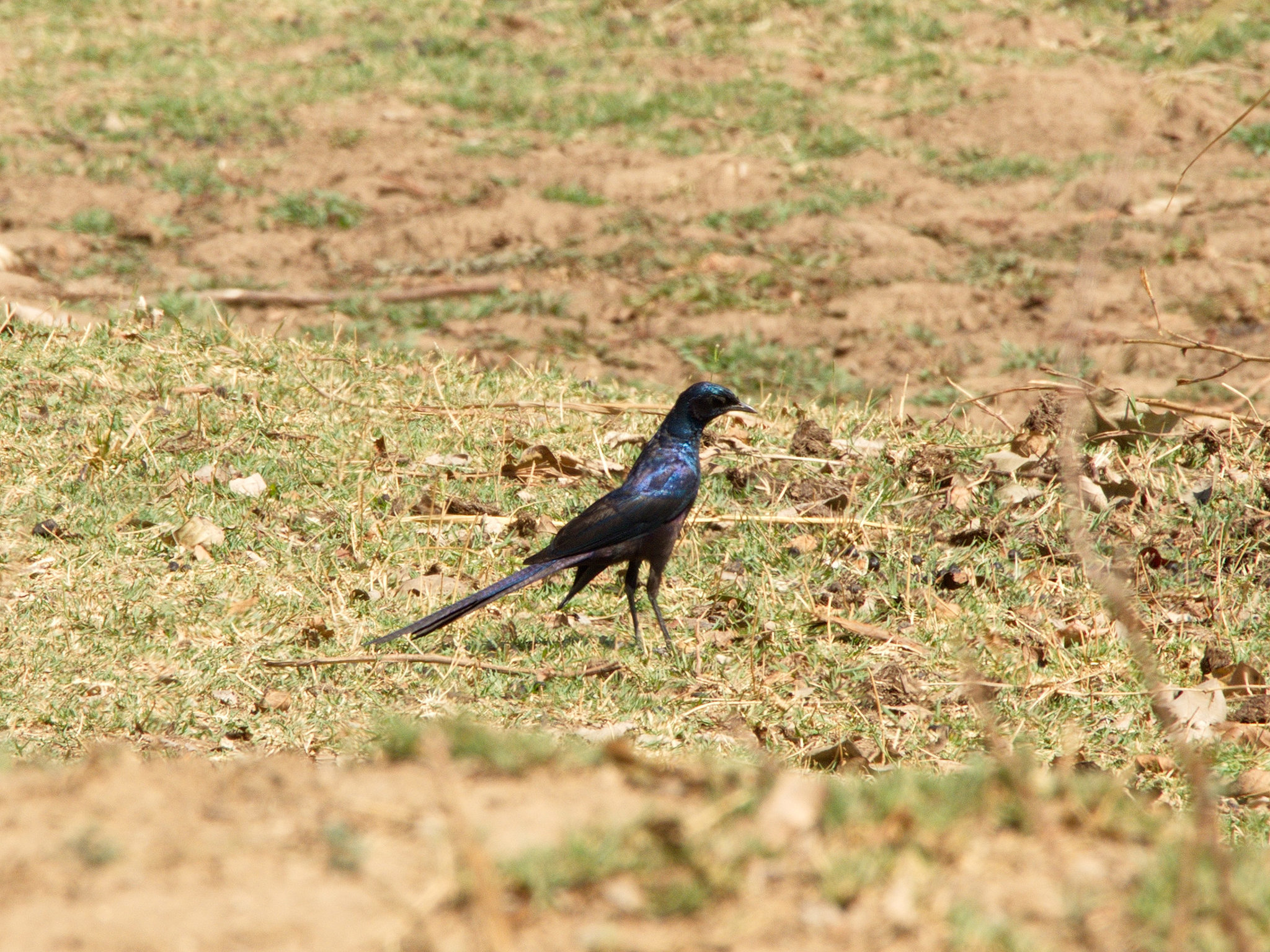 Meves's Starling illustration