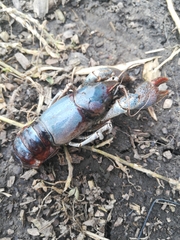 Lacunicambarus thomai