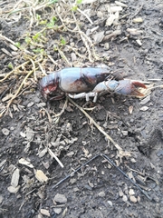 Lacunicambarus thomai