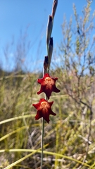 Gladiolus emiliae