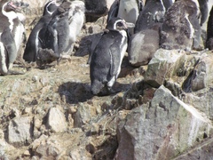 Spheniscus humboldti