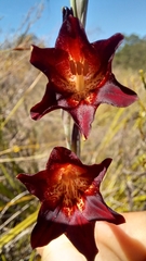 Gladiolus emiliae