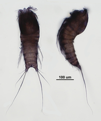 Mesopsyllus glacialis