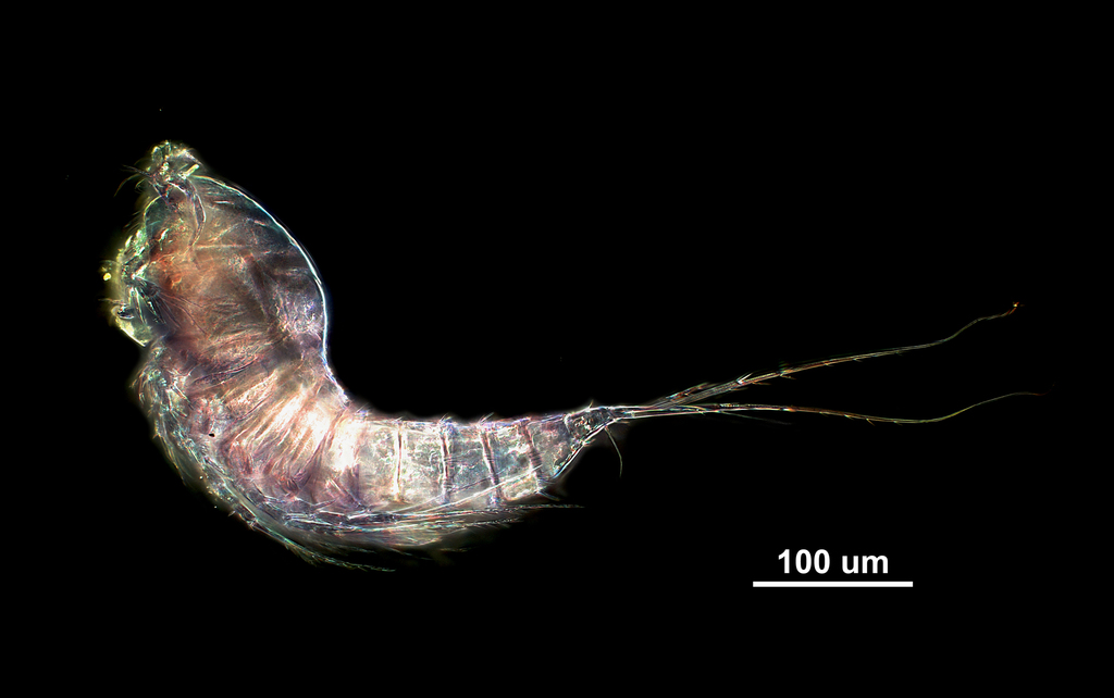 Canthocamptidae