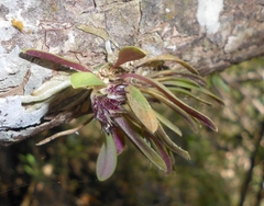 Octomeria prostrata