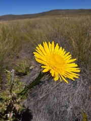 Berkheya decurrens