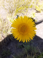 Berkheya decurrens