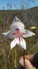 Gladiolus engysiphon