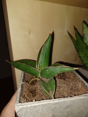 Sansevieria ehrenbergii