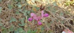 Desmodium