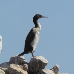 Leucocarbo magellanicus