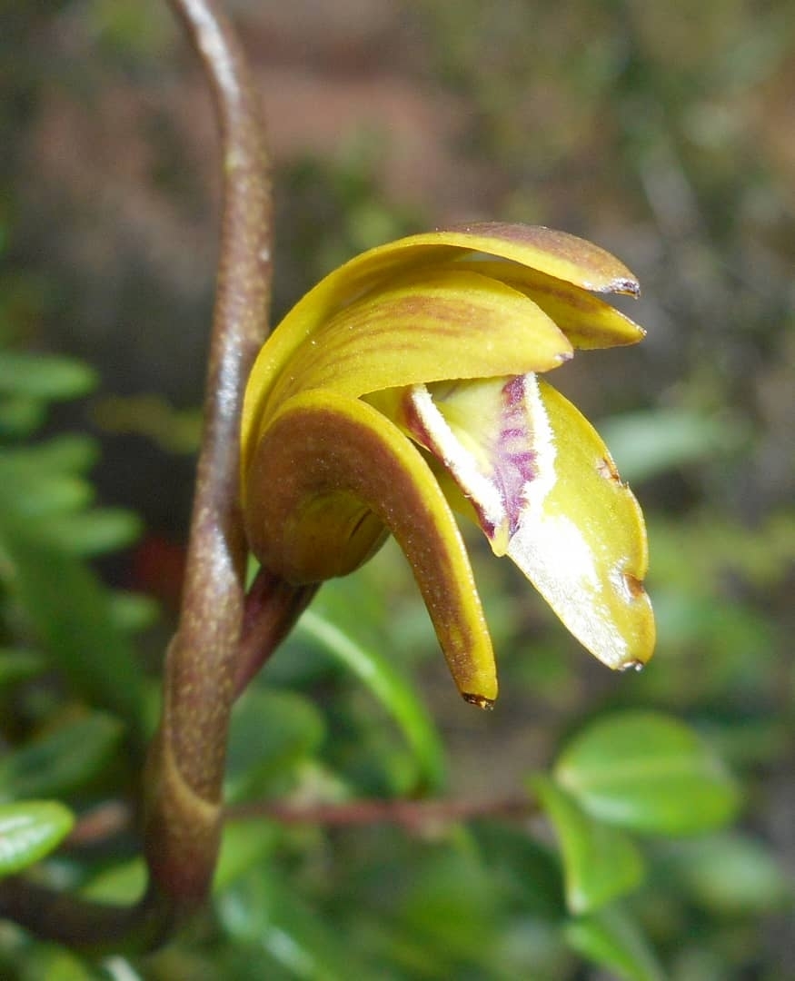 Bletia volubilis M.A.Díaz