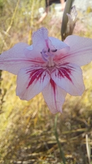 Gladiolus roseovenosus