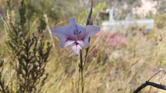 Gladiolus roseovenosus